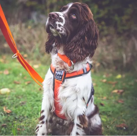 Sali V Trek Hunde Geschirr Rot und rote Leine